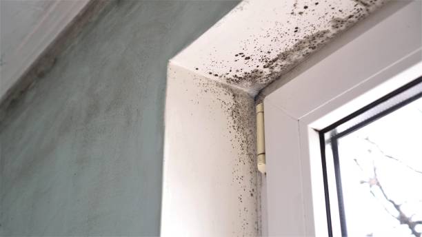Best Dehumidification Services  in Cedar Springs, MI