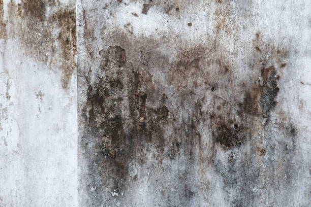 Best Forensic Mold Investigation  in Cedar Springs, MI