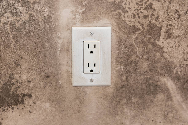 Best Water Damage & Mold Remediation  in Cedar Springs, MI