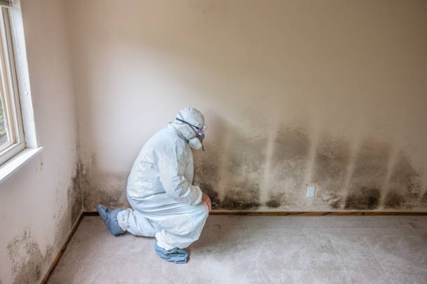 Best Commercial Mold Inspection  in Cedar Springs, MI