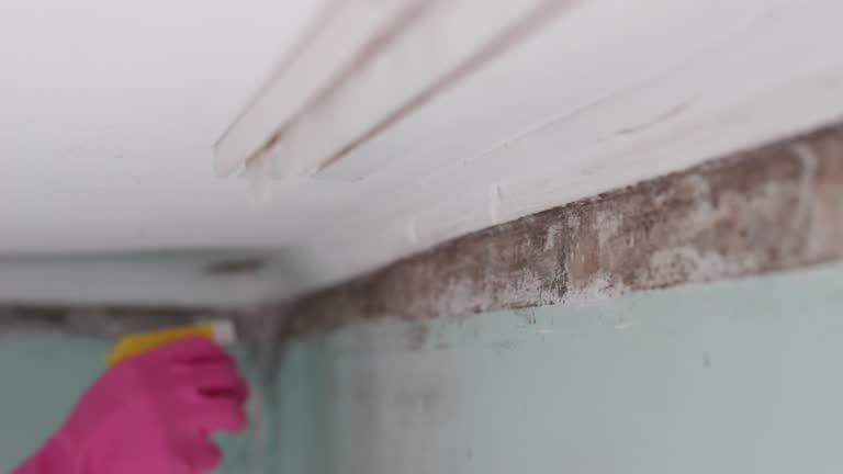 Best Black Mold Removal  in Cedar Springs, MI